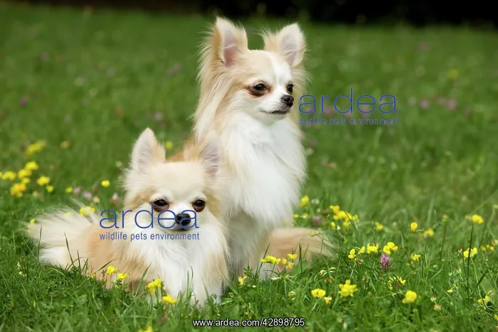  : Dog - two long-haired chihuahuas outside