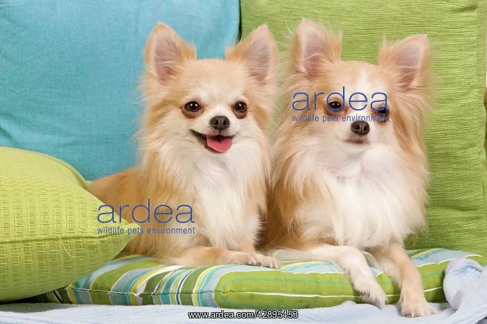 : Dog - two Long-haired Chihuahuas sitting on cushions : Dog - two Long-haired Chihuahuas sitting on cushions