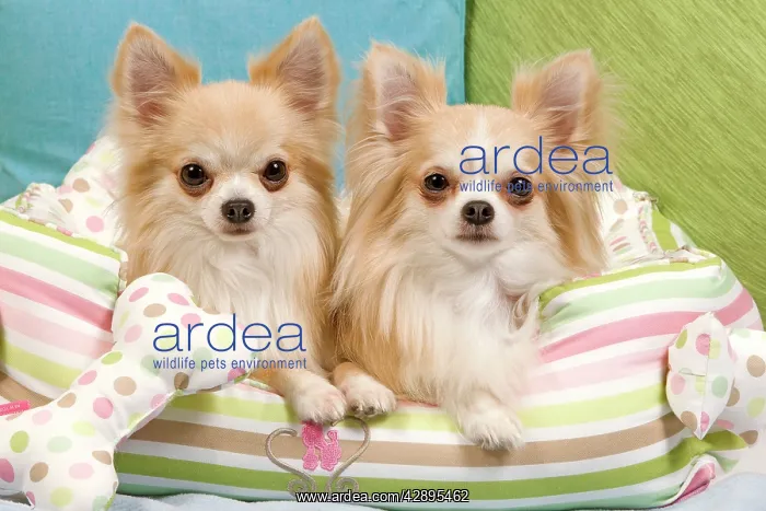 : Dog - two Long-haired Chihuahuas sitting on cushions : Dog - two Long-haired Chihuahuas sitting on cushions