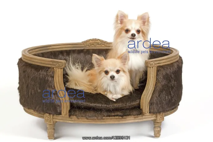 : Dog - two Long-haired Chihuahuas sitting on dog : Dog - two Long-haired Chihuahuas sitting on dog