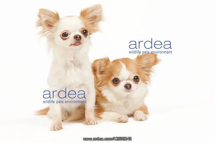  : Dog - two long-haired chihuahuas in studio