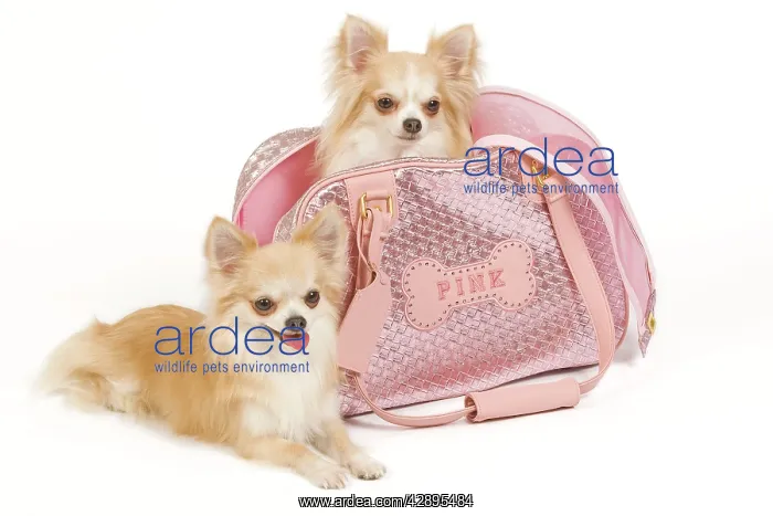 : Dog - two Long-haired Chihuahuas in studio, one : Dog - two Long-haired Chihuahuas in studio, one