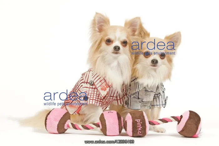 : Dog - two Long-haired Chihuahuas in studio wearing : Dog - two Long-haired Chihuahuas in studio wearing