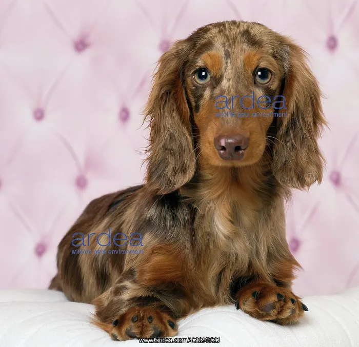 : Dog Long Haired Dachshund puppy : Dog Long Haired Dachshund puppy