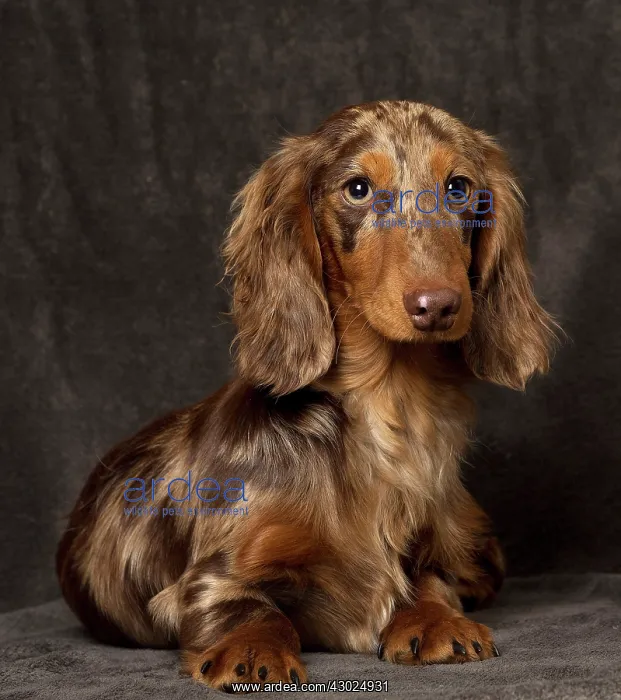 : Dog Long Haired Dachshund puppy : Dog Long Haired Dachshund puppy