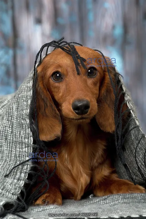 : Dog Long Haired Dachshund puppy : Dog Long Haired Dachshund puppy