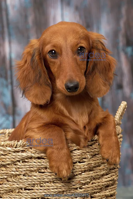 : Dog Long Haired Dachshund puppy : Dog Long Haired Dachshund puppy