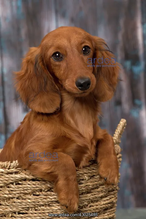 : Dog Long Haired Dachshund puppy : Dog Long Haired Dachshund puppy
