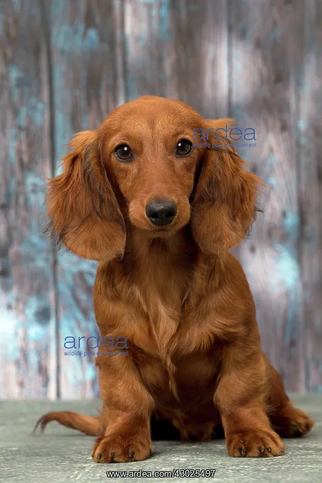  : Dog Long Haired Dachshund puppy