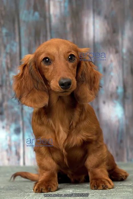 : Dog Long Haired Dachshund puppy : Dog Long Haired Dachshund puppy
