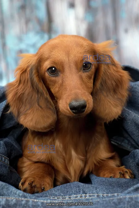 : Dog Long Haired Dachshund puppy : Dog Long Haired Dachshund puppy