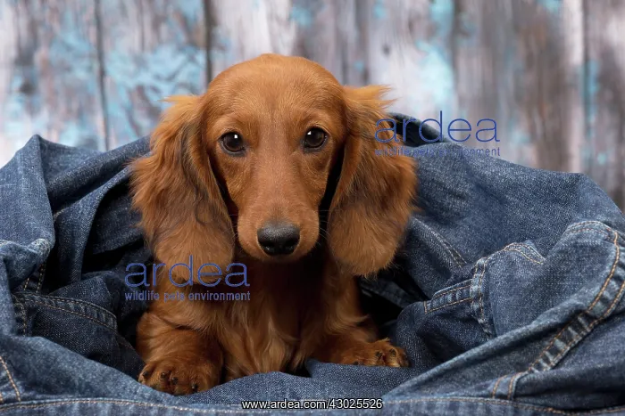 : Dog Long Haired Dachshund puppy : Dog Long Haired Dachshund puppy