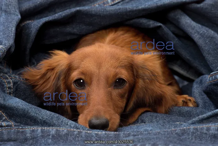 : Dog Long Haired Dachshund puppy : Dog Long Haired Dachshund puppy