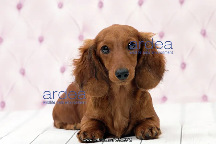  : Dog Long Haired Dachshund puppy