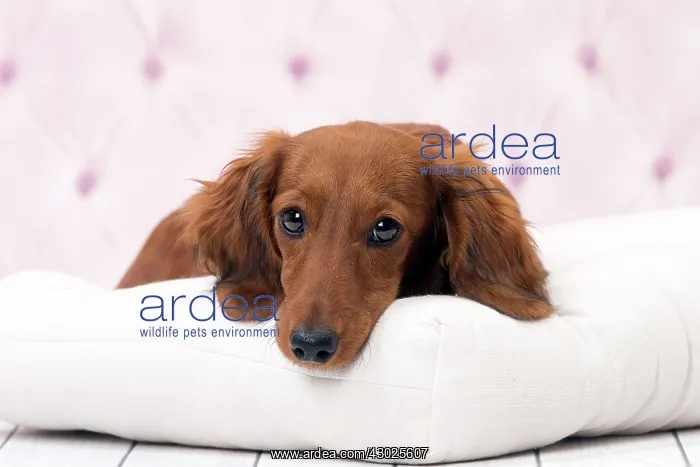 : Dog Long Haired Dachshund puppy : Dog Long Haired Dachshund puppy