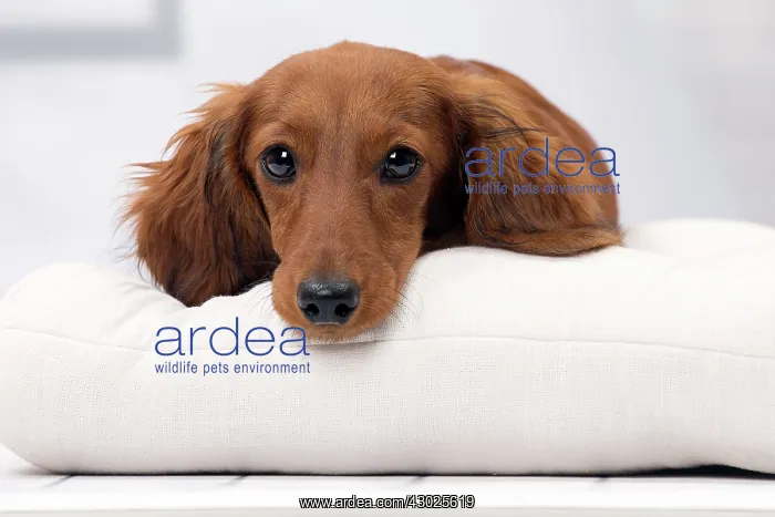 : Dog Long Haired Dachshund puppy : Dog Long Haired Dachshund puppy