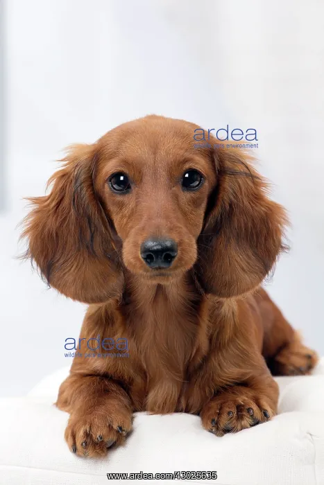 : Dog Long Haired Dachshund puppy : Dog Long Haired Dachshund puppy