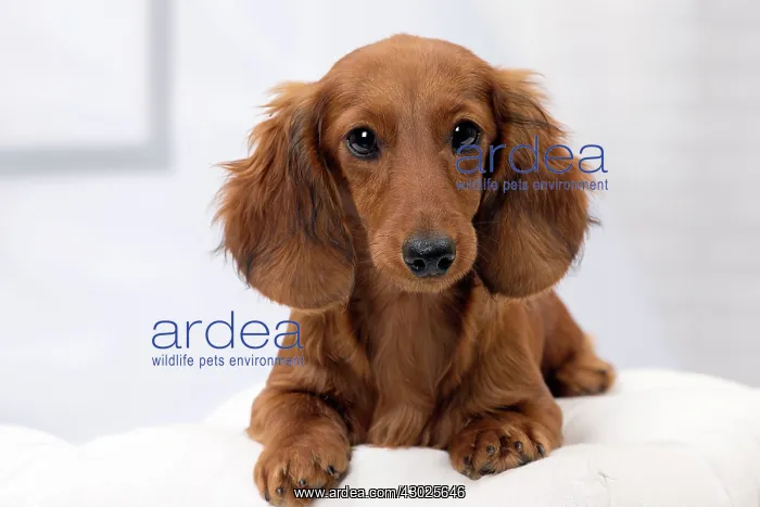 : Dog Long Haired Dachshund puppy : Dog Long Haired Dachshund puppy