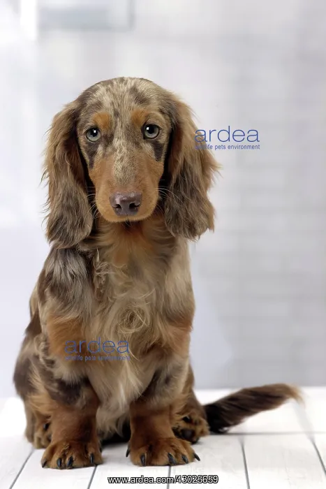 : Dog Long Haired Dachshund puppy : Dog Long Haired Dachshund puppy