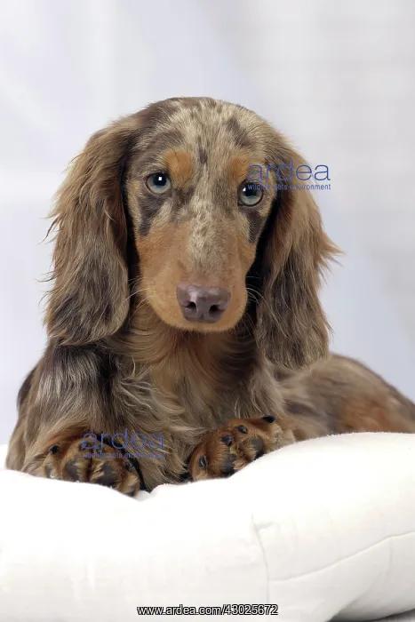 : Dog Long Haired Dachshund puppy : Dog Long Haired Dachshund puppy