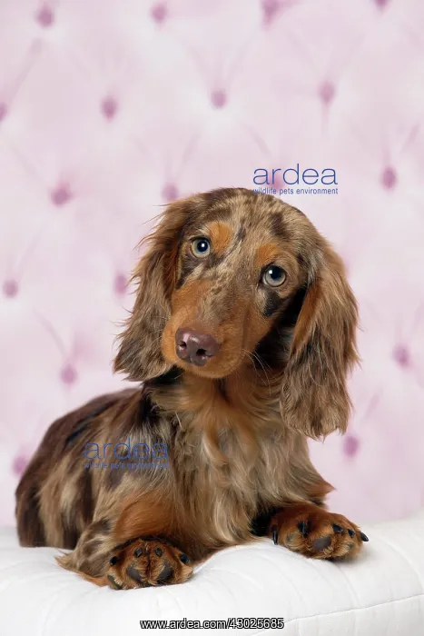 : Dog Long Haired Dachshund puppy : Dog Long Haired Dachshund puppy
