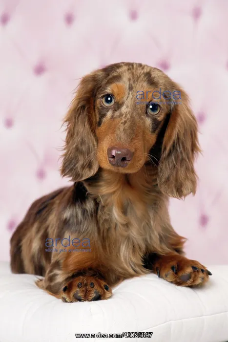 : Dog Long Haired Dachshund puppy : Dog Long Haired Dachshund puppy