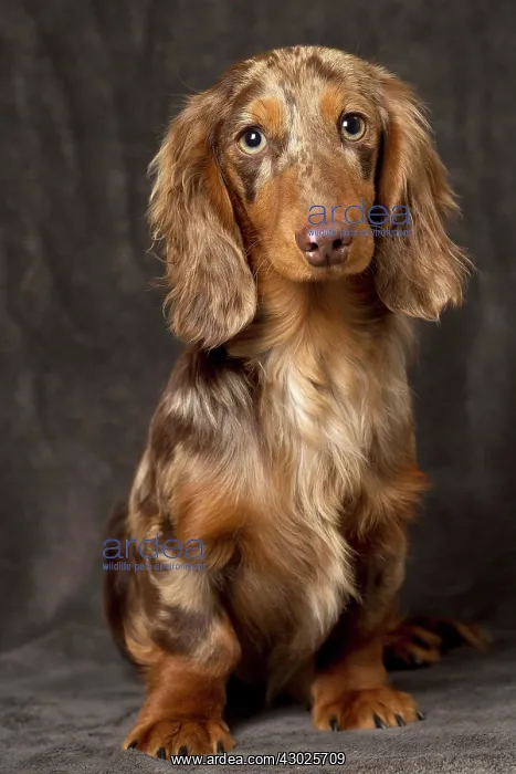 : Dog Long Haired Dachshund puppy : Dog Long Haired Dachshund puppy