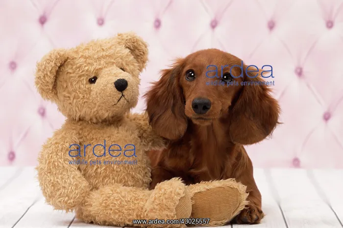  : Dog Long Haired Dachshund puppy with teddy bear