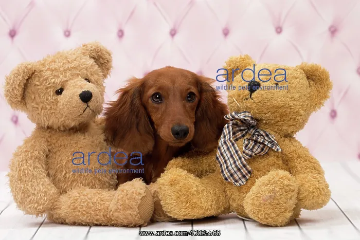 : Dog Long Haired Dachshund puppy with teddy bears : Dog Long Haired Dachshund puppy with teddy bears