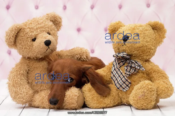 : Dog Long Haired Dachshund puppy with teddy bears : Dog Long Haired Dachshund puppy with teddy bears