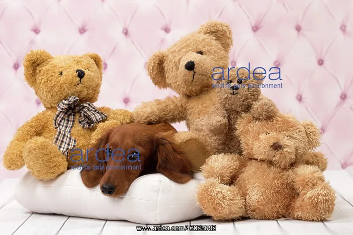 : Dog Long Haired Dachshund puppy with teddy bears : Dog Long Haired Dachshund puppy with teddy bears