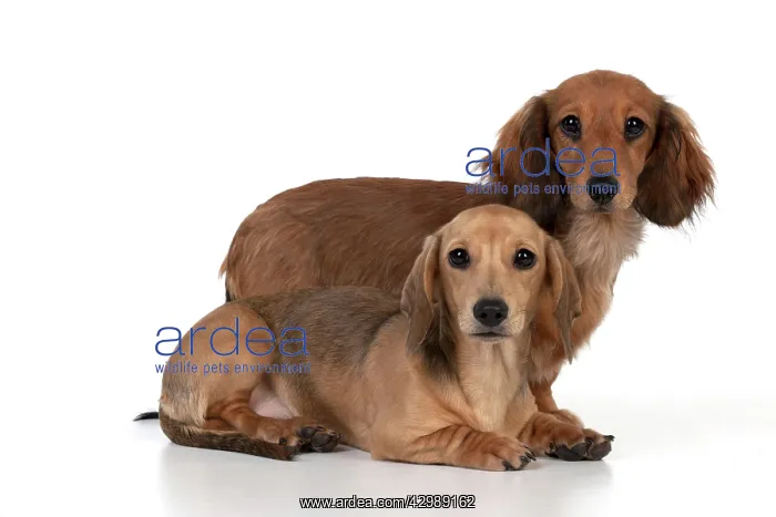 : DOG - Long haired dachshund standing with short : DOG - Long haired dachshund standing with short