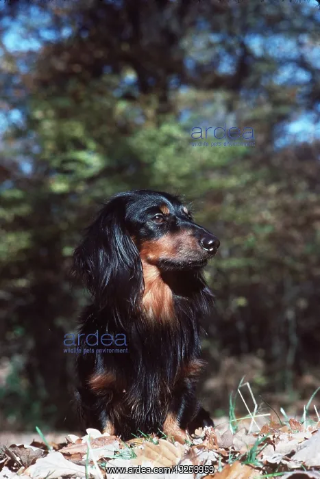 : DOG - Long-Haired Dachshund / Teckel : DOG - Long-Haired Dachshund / Teckel