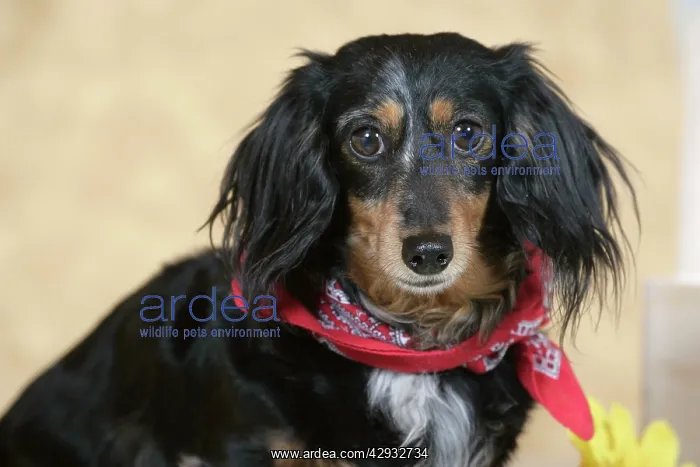 : Dog - long-haired Dachshund / Teckel wearing scarf : Dog - long-haired Dachshund / Teckel wearing scarf