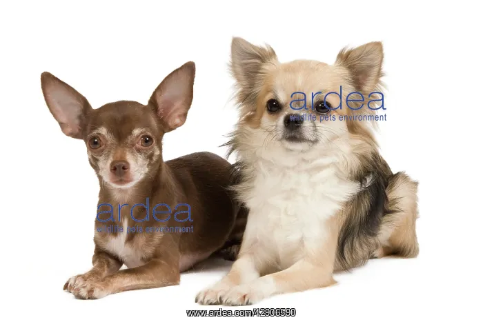 : Dog - Long-haired & short-haired Chihuahua in studio : Dog - Long-haired & short-haired Chihuahua in studio