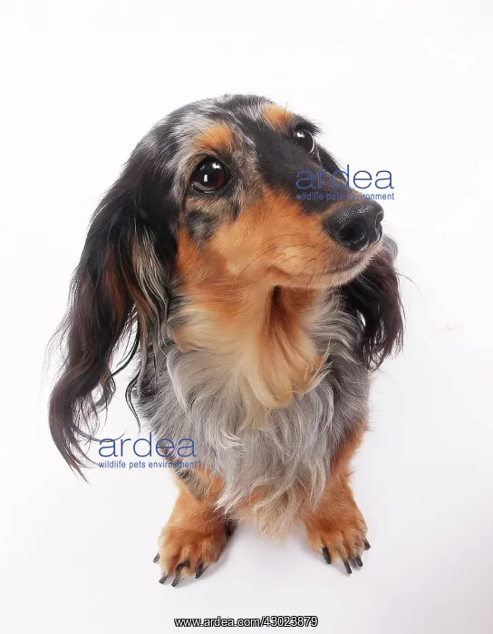  : Dog Longhaired Dachshund