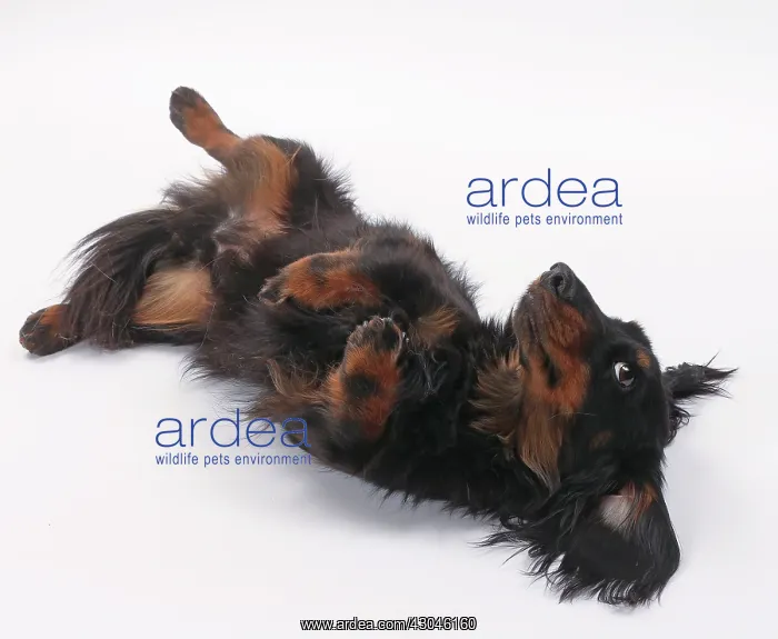 : Dog Longhaired Dachshund : Dog Longhaired Dachshund