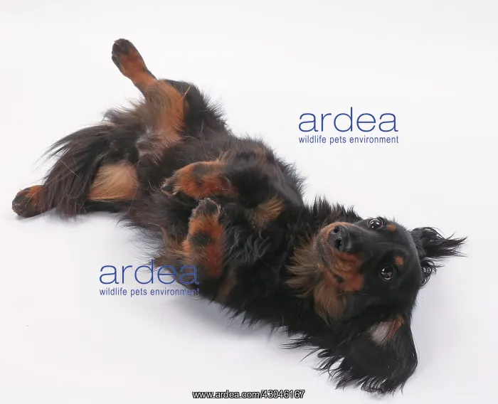 : Dog Longhaired Dachshund : Dog Longhaired Dachshund