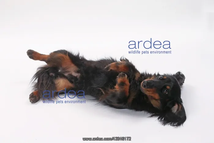 : Dog Longhaired Dachshund : Dog Longhaired Dachshund
