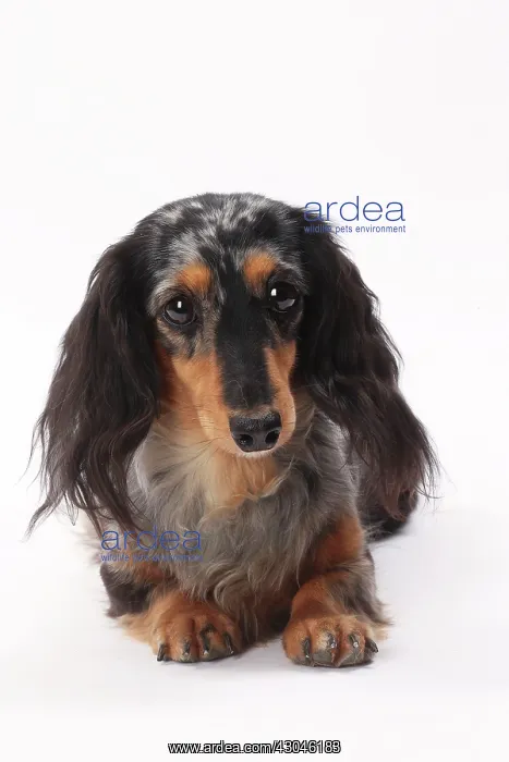: Dog Longhaired Dachshund : Dog Longhaired Dachshund