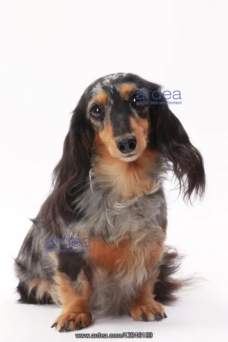: Dog Longhaired Dachshund : Dog Longhaired Dachshund