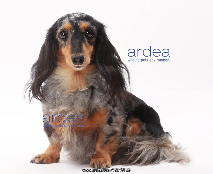 : Dog Longhaired Dachshund : Dog Longhaired Dachshund
