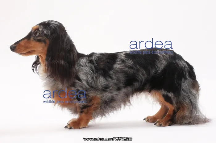 : Dog Longhaired Dachshund : Dog Longhaired Dachshund