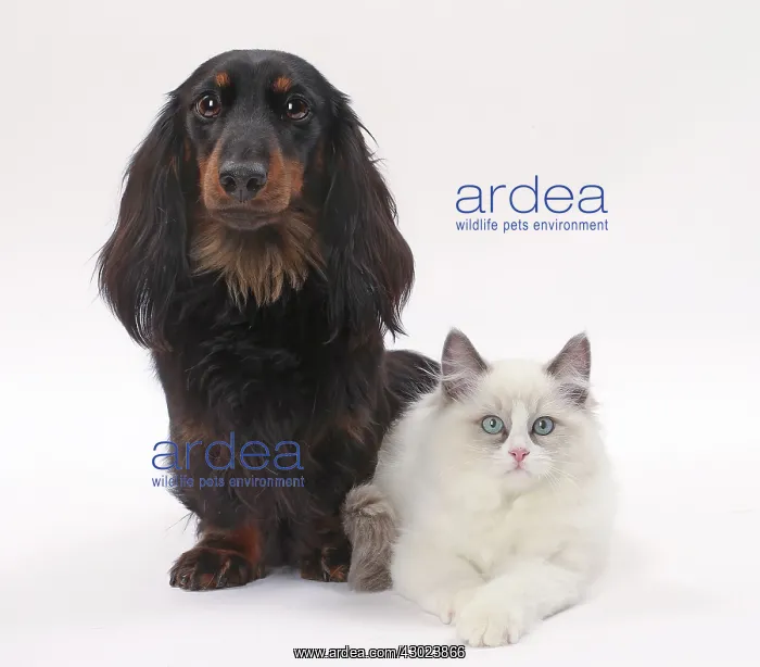 : Dog Longhaired Dachshund and Ragdoll Cat : Dog Longhaired Dachshund and Ragdoll Cat