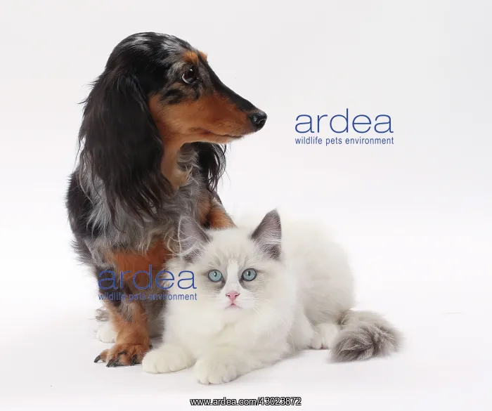 : Dog Longhaired Dachshund and Ragdoll Cat : Dog Longhaired Dachshund and Ragdoll Cat
