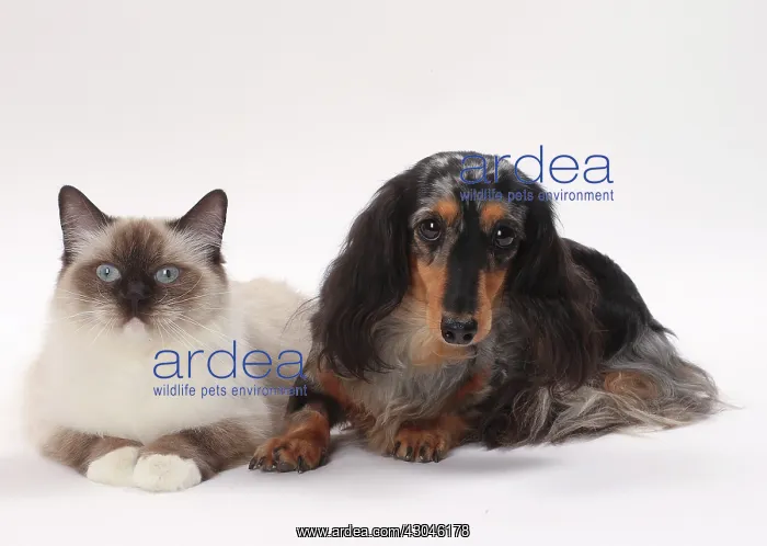 : Dog Longhaired Dachshund and Ragdoll Cat : Dog Longhaired Dachshund and Ragdoll Cat