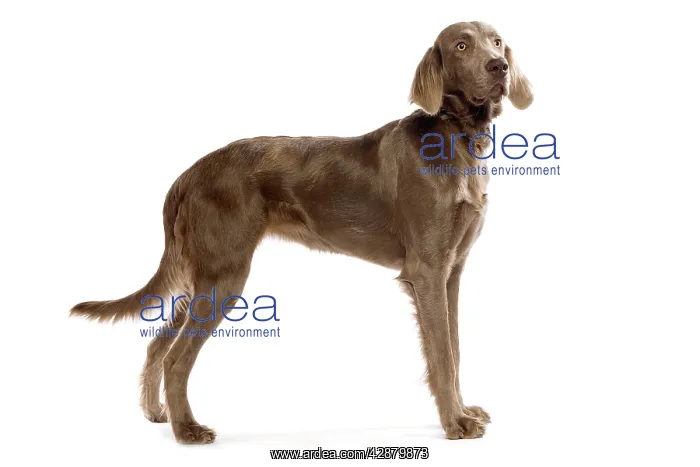: Dog - Longhaired Weineramer : Dog - Longhaired Weineramer