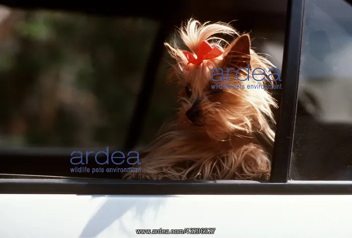 : DOG - Looking out of car window : DOG - Looking out of car window