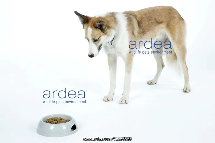 : DOG - looking at dried / dry food in bowl : DOG - looking at dried / dry food in bowl