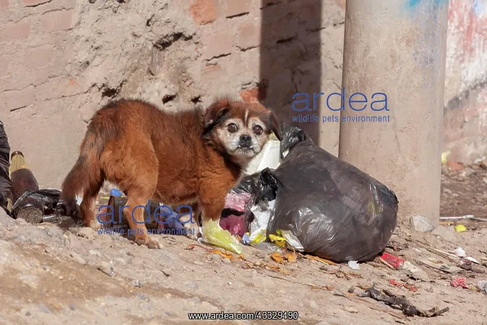 : Dog looking for food in a garbage bag : Dog looking for food in a garbage bag